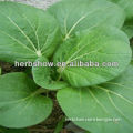 Chinese Pakchoi Seeds for planting